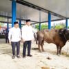 Bupati Muba Tinjau Penyembelihan Kurban di Sungai Angit, Dua Sapi Limosin Diserahkan ke Warga