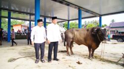 Bupati Muba Tinjau Penyembelihan Kurban di Sungai Angit, Dua Sapi Limosin Diserahkan ke Warga