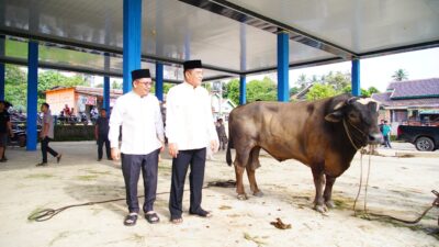 Bupati Muba Tinjau Penyembelihan Kurban di Sungai Angit, Dua Sapi Limosin Diserahkan ke Warga