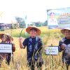 Herman Deru Dorong Peningkatan Produktivitas Padi Khas Semende, Gandeng BRIN dan BRIDA Percepat Masa Tanam Tanpa Hilangkan Varietas Lokal