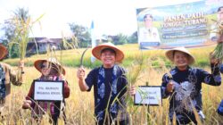 Herman Deru Dorong Peningkatan Produktivitas Padi Khas Semende, Gandeng BRIN dan BRIDA Percepat Masa Tanam Tanpa Hilangkan Varietas Lokal