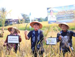 Herman Deru Dorong Peningkatan Produktivitas Padi Khas Semende, Gandeng BRIN dan BRIDA Percepat Masa Tanam Tanpa Hilangkan Varietas Lokal