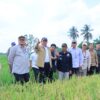 Pemprov Sumsel Targetkan Produksi Gabah Tembus 5 Juta Ton