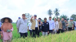 Pemprov Sumsel Targetkan Produksi Gabah Tembus 5 Juta Ton
