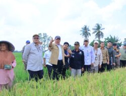 Pemprov Sumsel Targetkan Produksi Gabah Tembus 5 Juta Ton